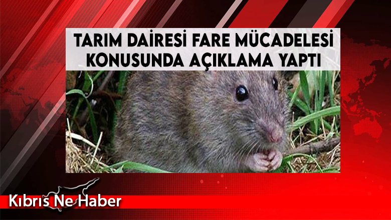 Tarım Dairesi Fare Mücadelesi Konusunda Açıklama Yaptı