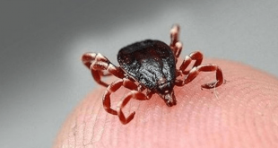 Çin’de Kene Isırığıyla Bulaşan Virüsten 7 Kişi Öldü