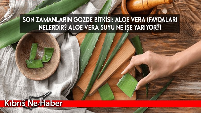 Son zamanların gözde bitkisi: Aloe Vera (Faydaları nelerdir? Aloe vera suyu ne işe yarıyor?)