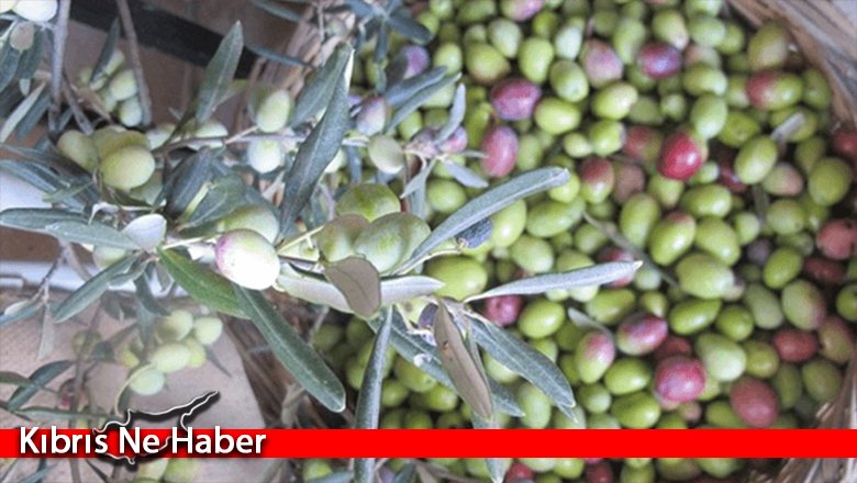 Lefkoşa’da Harup Ve Zeytin Hasadı Başlama Tarihleri Açıklandı