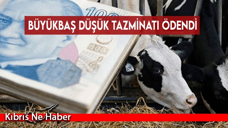 Büyükbaş düşük tazminatı ödendi