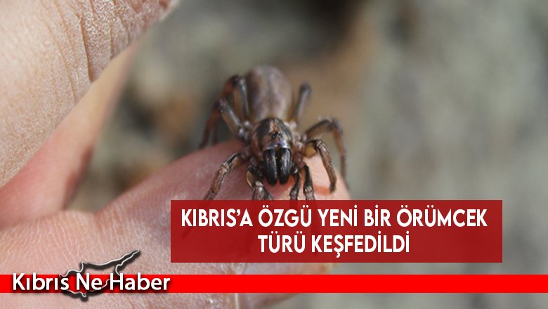 Kıbrıs’a özgü yeni bir örümcek türü keşfedildi