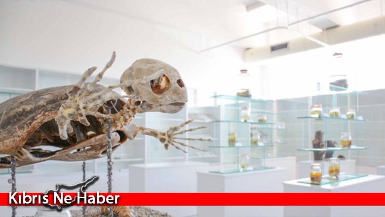 Yakın Doğu Üniversitesi müzeler daire başkanlığı kuruldu