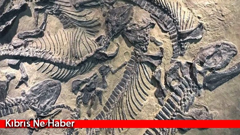 70 milyon yıllık dinozor kalıntıları bulundu