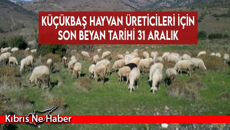 Küçükbaş hayvan üreticileri için son beyan tarihi 31 aralık