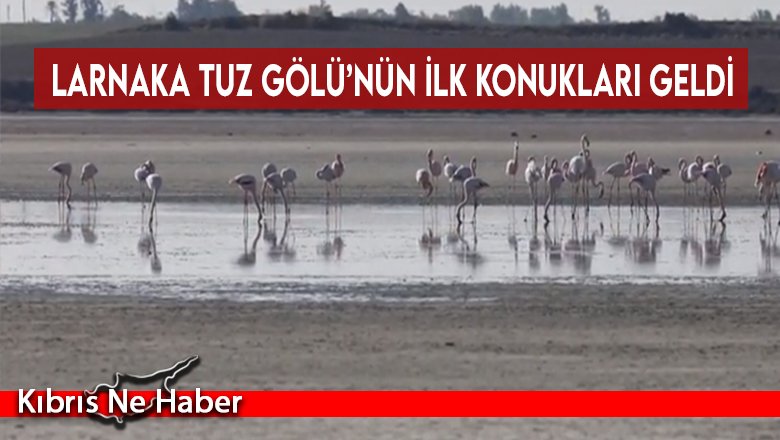 Larnaka Tuz Gölü’nün ilk konukları geldi