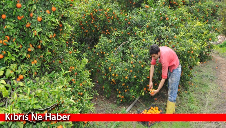 Türkiye’den 1200 tarım işçisinin gelmesi için çalışmalar sürüyor