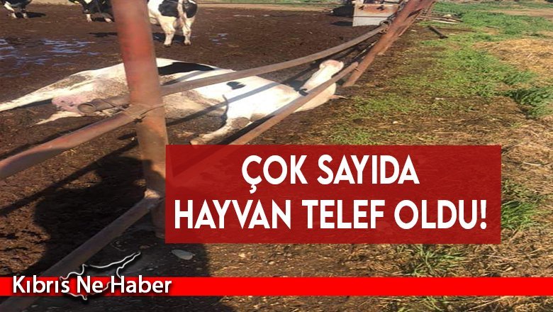 Çok sayıda hayvan telef oldu!