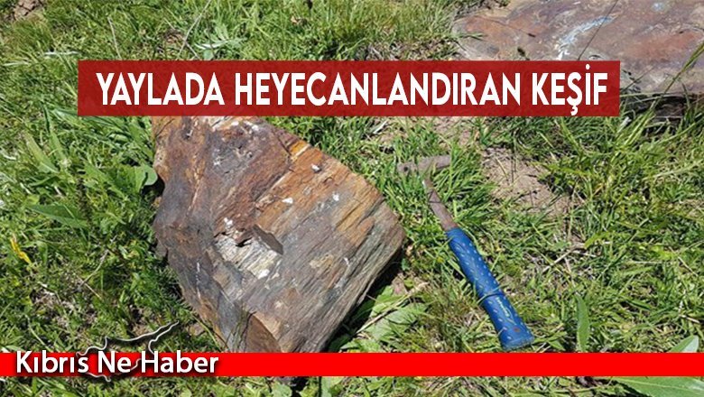 Yaylada heyecanlandıran keşif: 160 milyon yıllık fosil ağaç kalıntıları bulundu