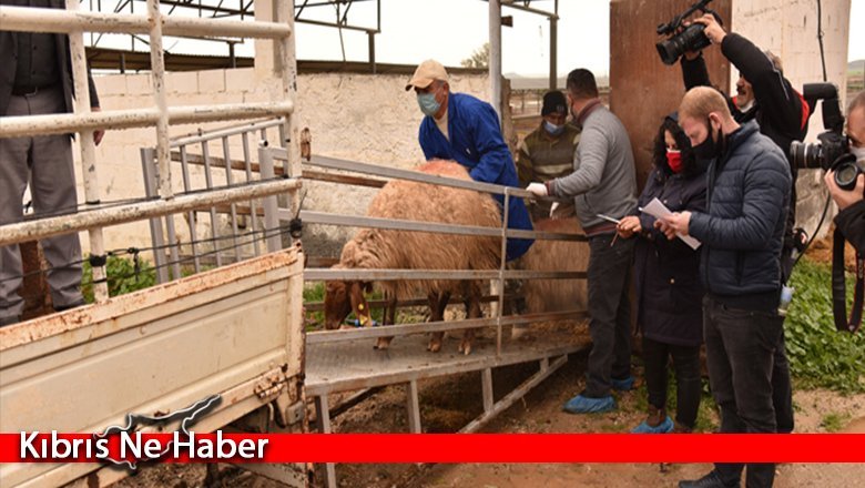 9 üreticiye 180 küçükbaş hayvan dağıtıldı