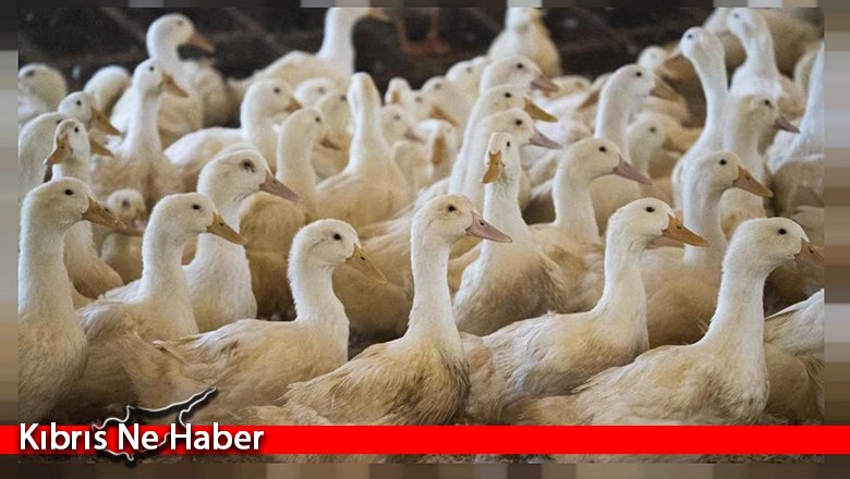 Fransa’da ‘kuş gribi’ alarmı!