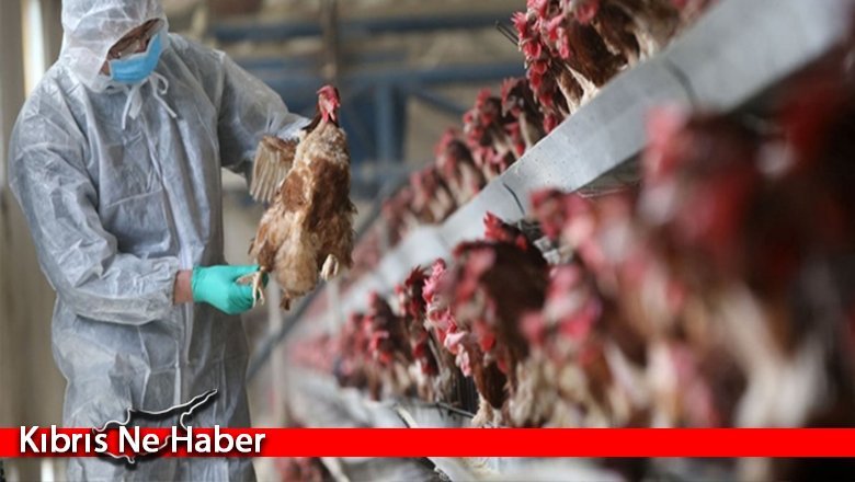Hindistan’da kuş gribi salgını nedeniyle alarm seviyesine geçildi