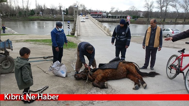 Aşırı yükten yere yığılan ata göz göre göre işkence