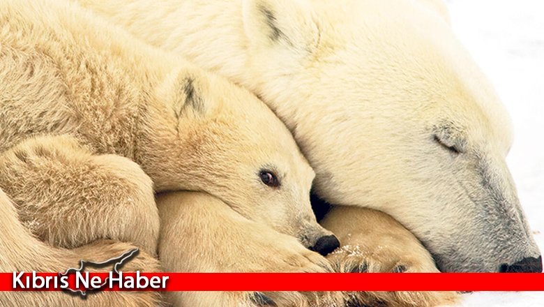Kutup ayıları açlıktan ölüyor