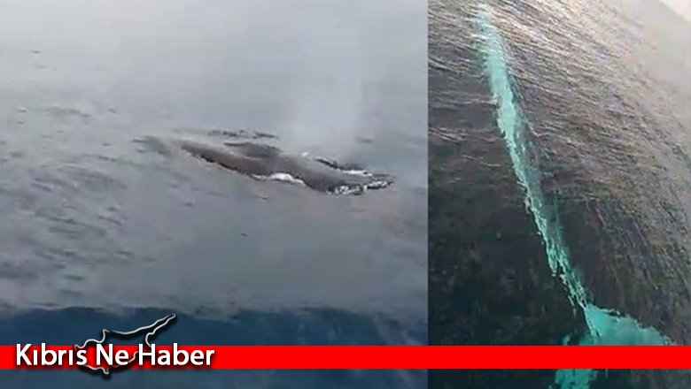 Adana'da 15 metrelik oluklu balina görüntülendi