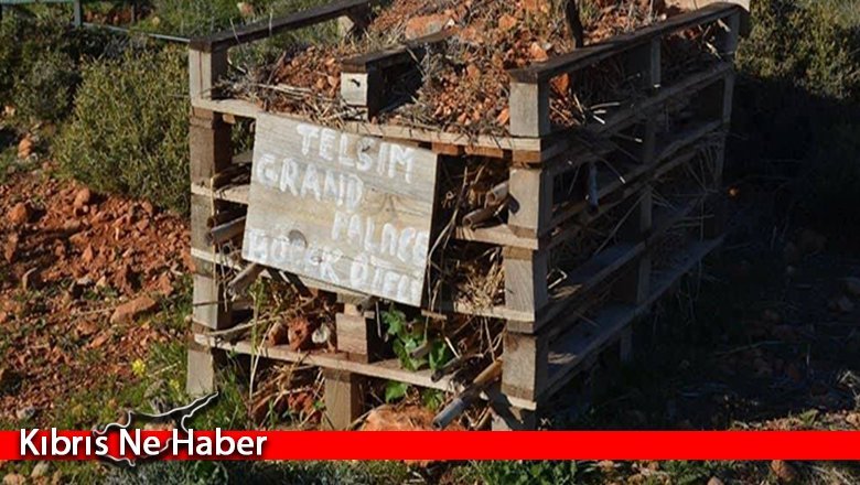 Ada’da bir ilk olan böcek oteli hayata geçirildi