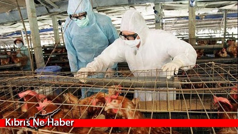 Kuş gribinin insanlara bulaştığı ilk kez tespit edildi