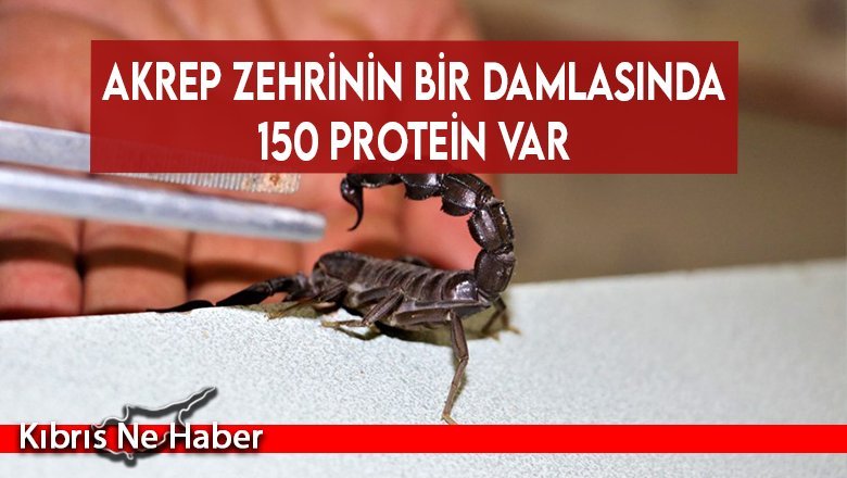 Akrep zehrinin bir damlasında 150 protein var
