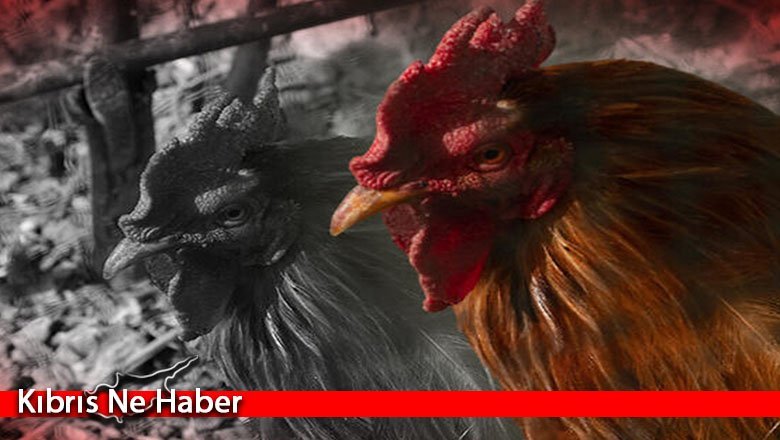 Akılalmaz olay! Horoz sahibini öldürdü