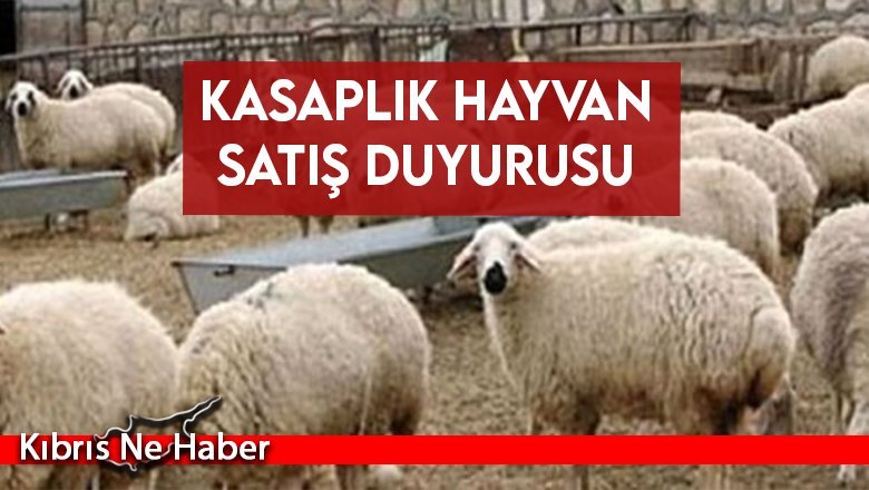 Kasaplık Hayvan Satış Duyurusu