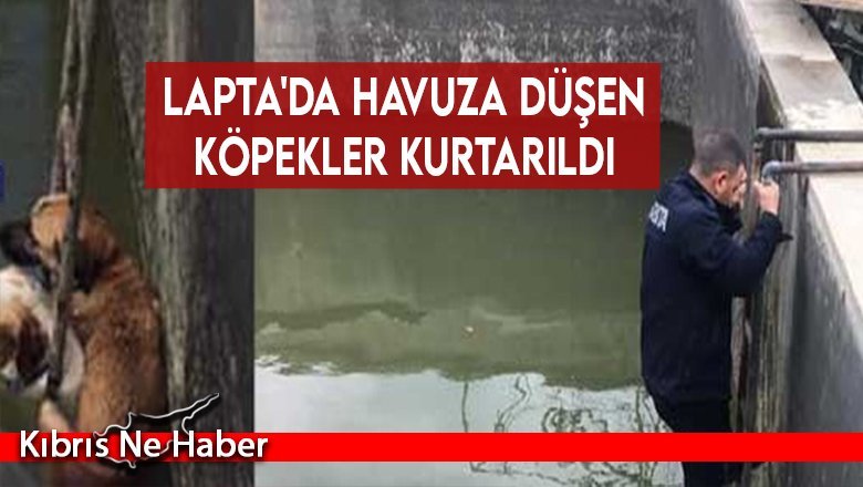 Lapta'da havuza düşen köpekler kurtarıldı
