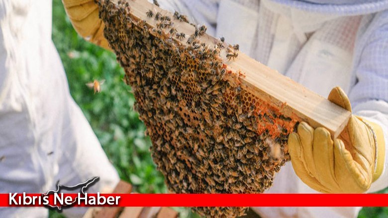 Ara bölgede arıcılık yapılması önerisi