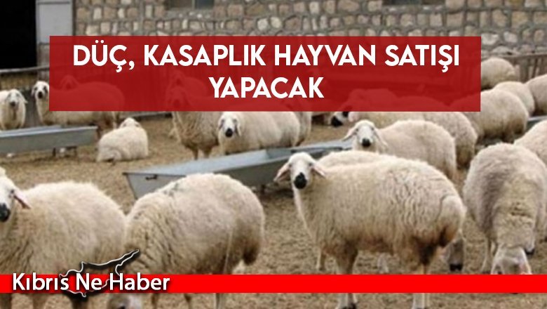 DÜÇ, kasaplık hayvan satışı yapacak