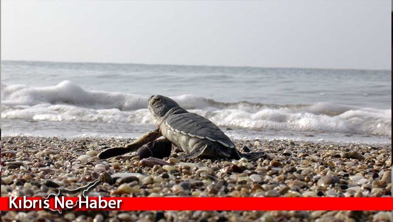 Yarın “Caretta Caretta Şenliği” Düzenlenecek