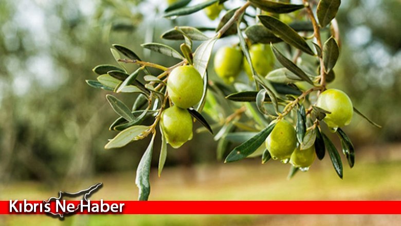 İskele için zeytin hasat tarihleri açıklandı