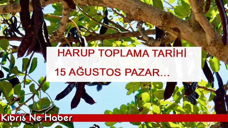 Girne için harup toplama tarihi 15 ağustos Pazar…