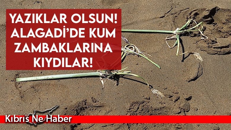 Alagadi’de kum zambaklarına kıydılar!