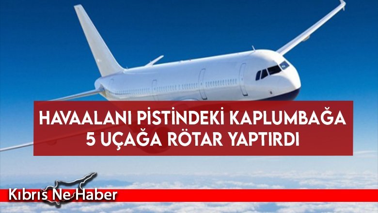 Havaalanı pistindeki kaplumbağa 5 uçağa rötar yaptırdı