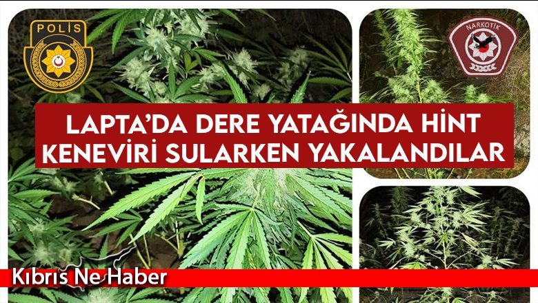 Lapta’da dere yatağında Hint keneviri sularken yakalandılar