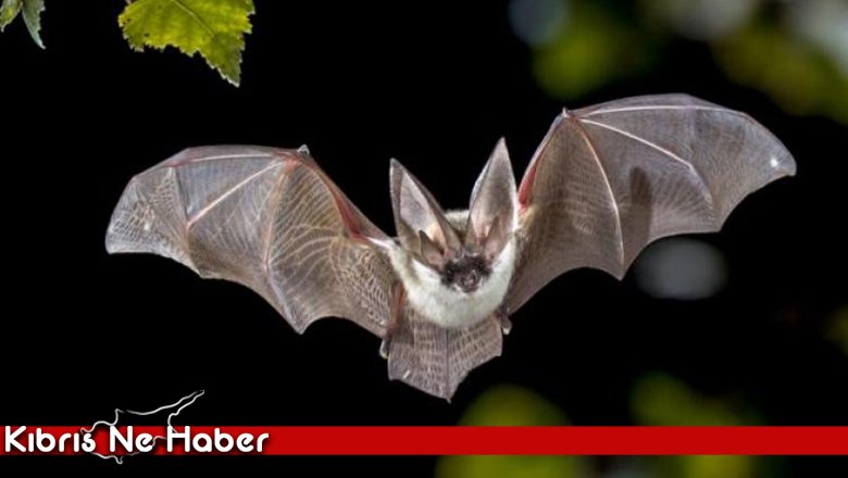 YARASA TARAFINDAN ISIRILDI AMA BATMAN DEGIL MELEK OLDU.