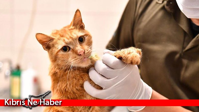 Kediler için Kovid-19 aşısı çıktı