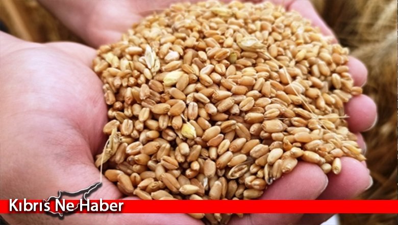 TÜK, Çiftçilerden Tohumluk Arpa, Buğday Taleplerini 8 Ekim’e Kadar Yapmalarını İstedi