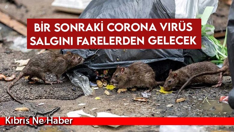Bir sonraki corona virüs salgını farelerden gelecek