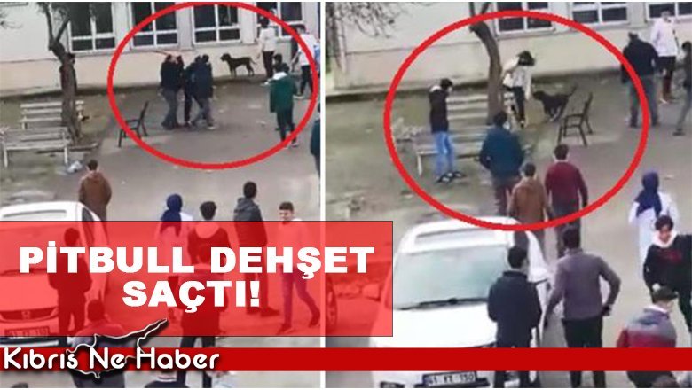 Lise bahçesine dalan pitbull dehşet saçtı, 5 öğrenci yaralı