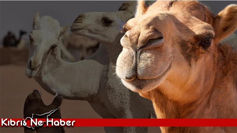 Botoks yapılan develer güzellik yarışmasından diskalifiye edildi