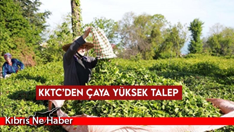 Türkiye’den KKTC’ye 353 bin 88 dolarlık çay ihraç edildi