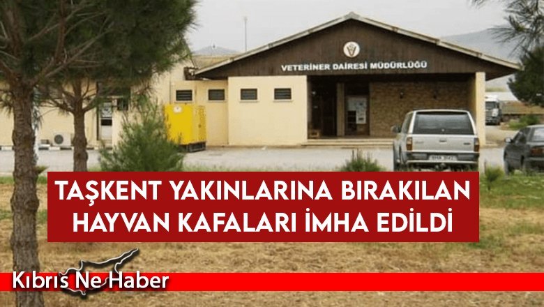 Veteriner Dairesi: “Taşkent yakınlarındaki tarlaya bırakılan büyükbaş hayvan kafaları imha edildi”