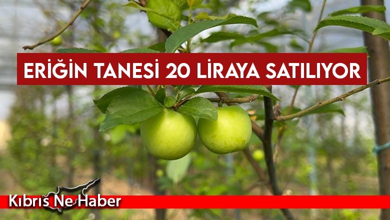 Tanesi 20 liraya satılıyor