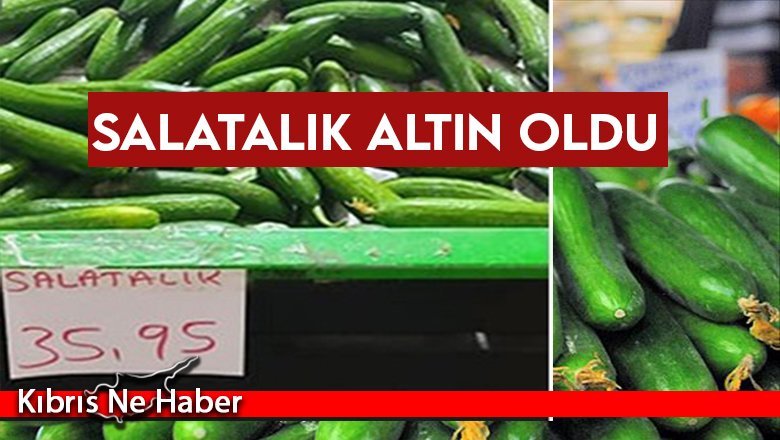 Salatalıkta Rekor Artış