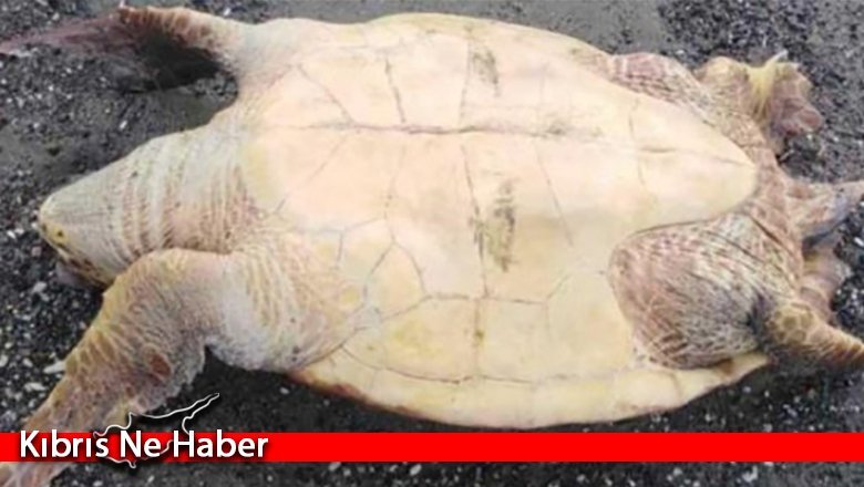 Larnaka kıyılarında ölü kaplumbağalar