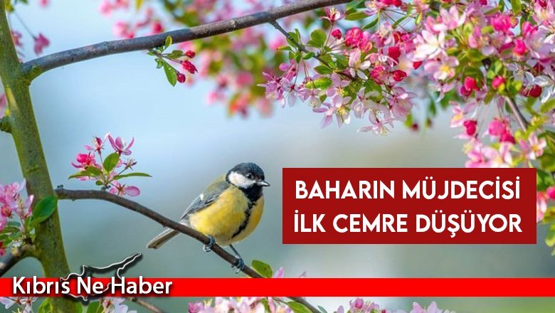 İlk cemre yarın havaya düşüyor