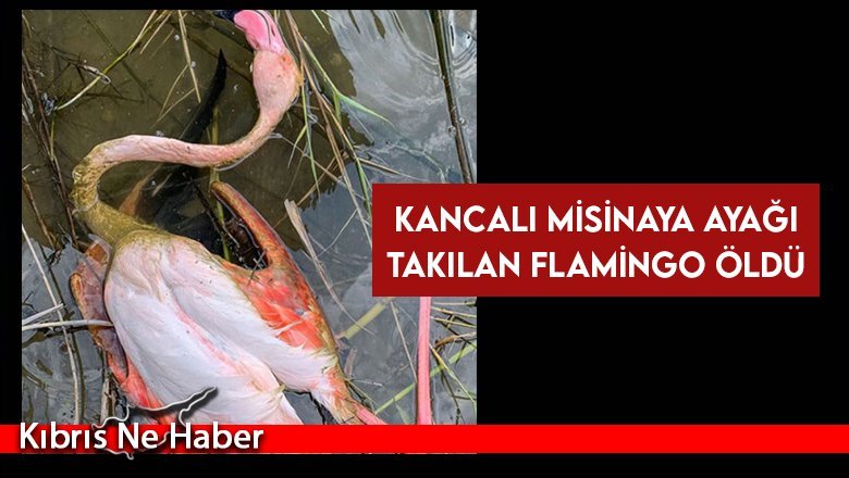 Kuşkor: Kukla Sulak Alanında balık avının yasaklanmasının zamanı geldi