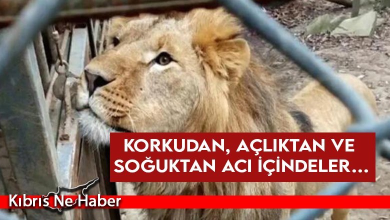 Savaş hayvanları da vurdu!
