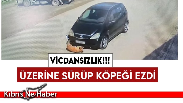 Köpeğin üzerine aracını sürdü