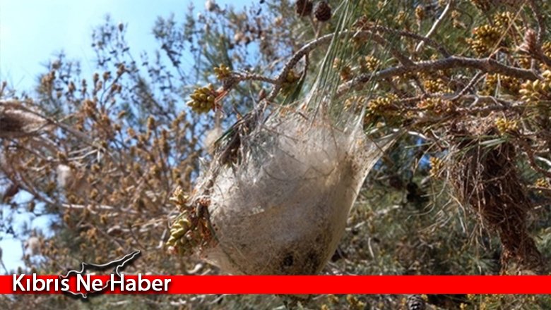Orman Mühendisleri Odası, çam kese mücadelesinin önemine dikkat çekti