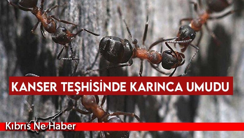 Kanser teşhisinde karınca umudu